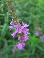 Image of Purple Loosestrife