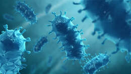 Image of Rabies virus