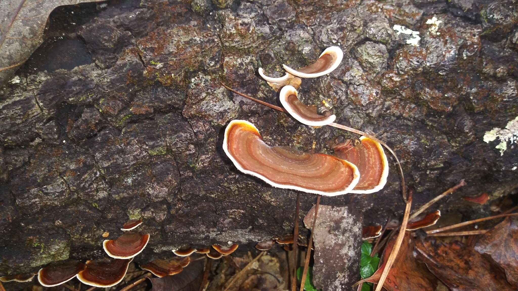 蠔韌革菌的圖片