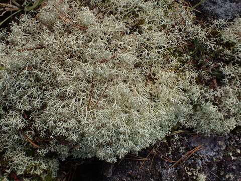 Image of Reindeer lichen