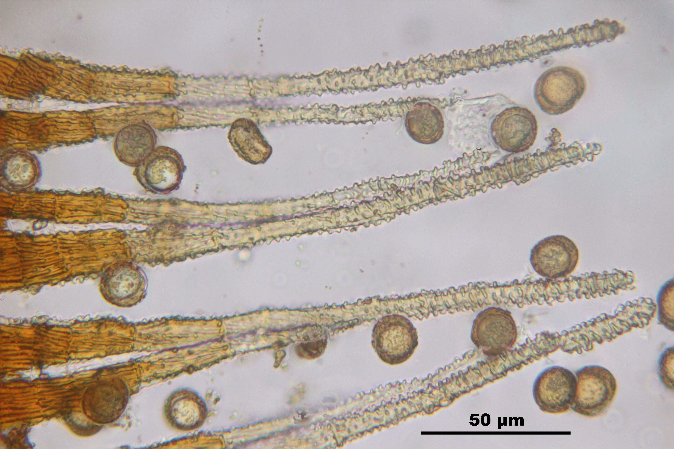 Imagem de Campylopus pyriformis Bridel 1826