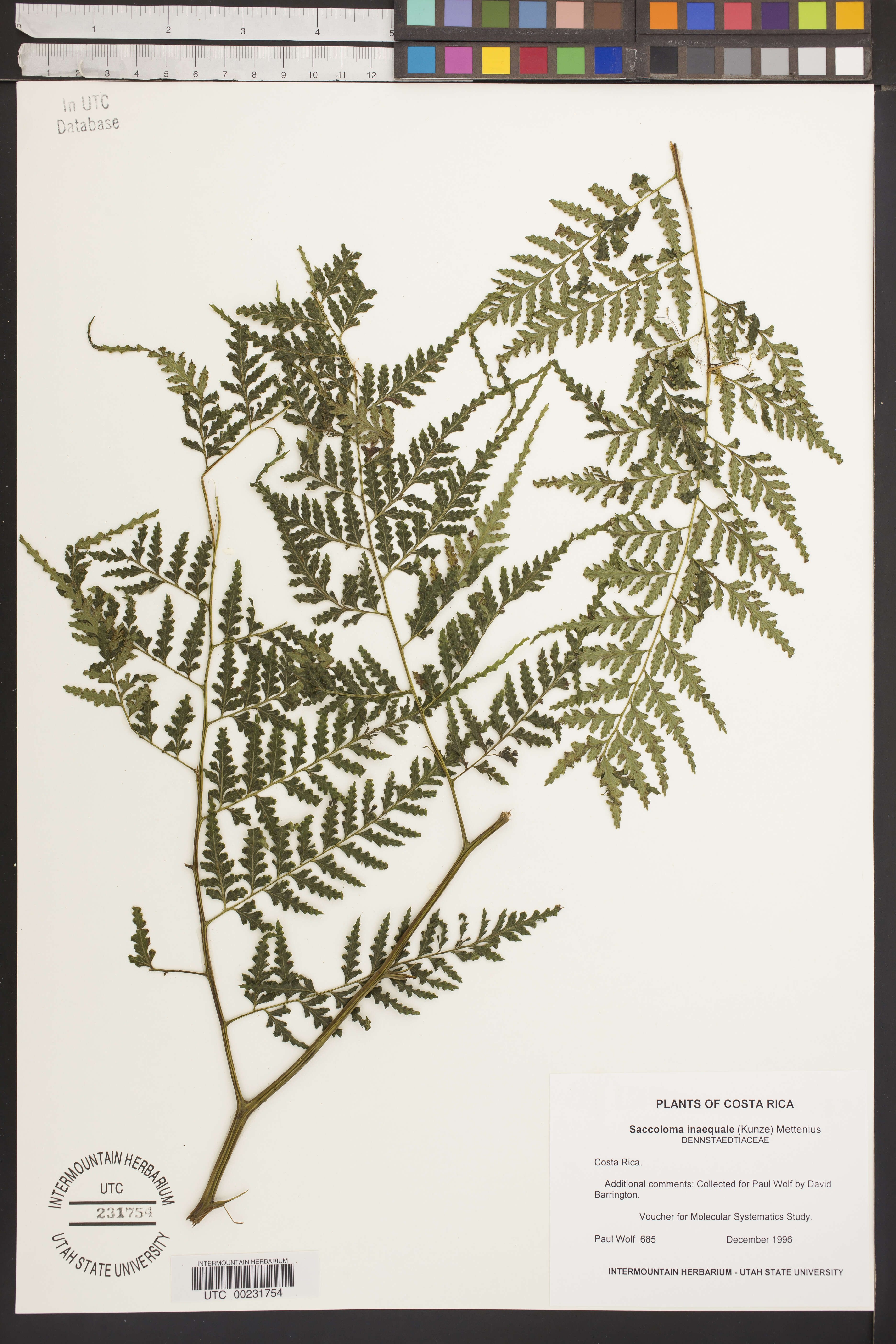 Image of soralpouch fern