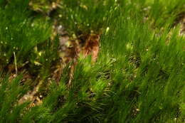 Image of campylopus moss