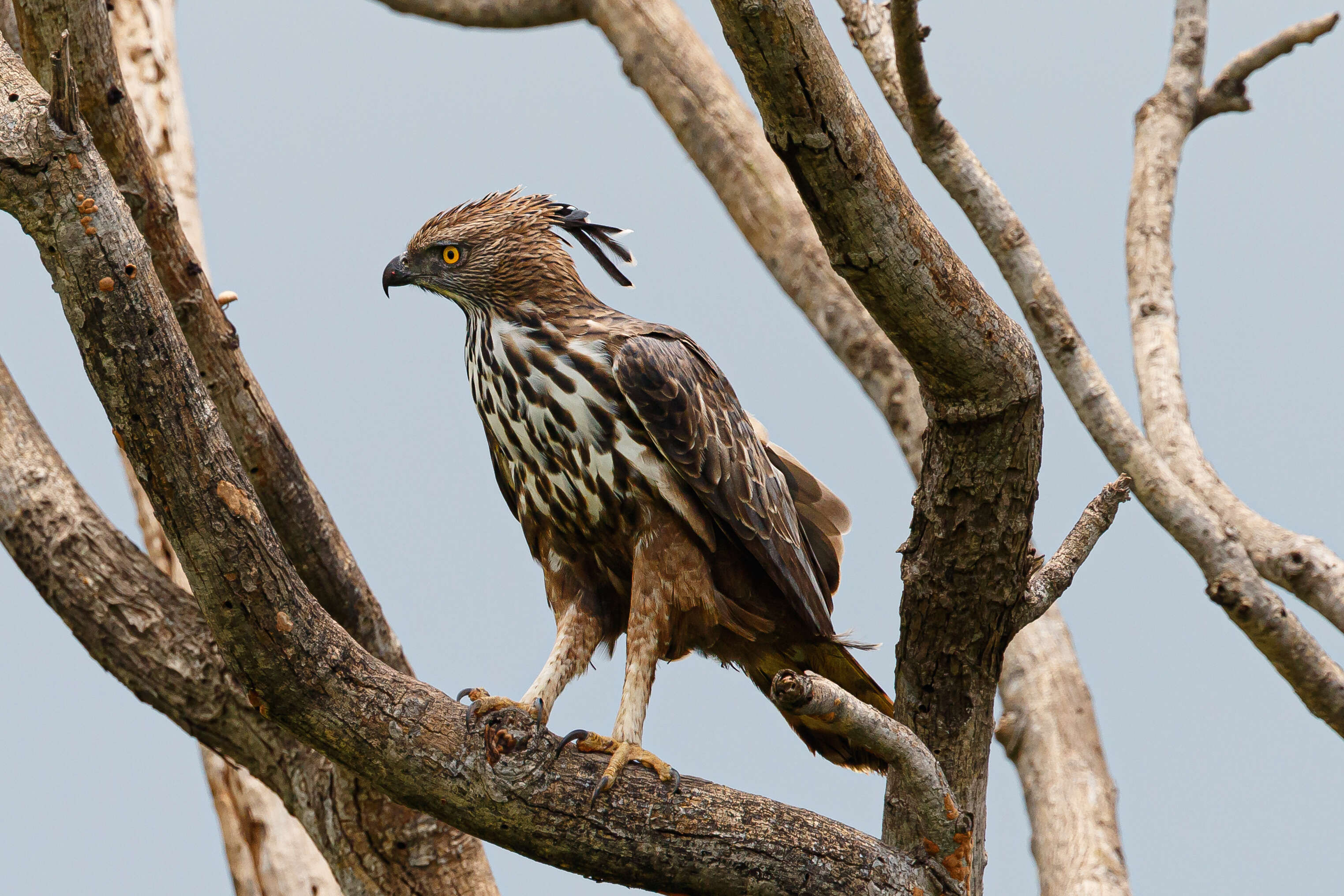 Nisaetus cirrhatus (Gmelin & JF 1788) resmi