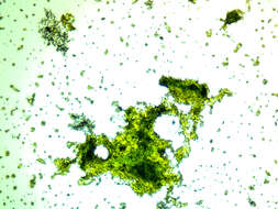 Imagem de Chlorella vulgaris