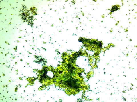 Image of Chlorella vulgaris