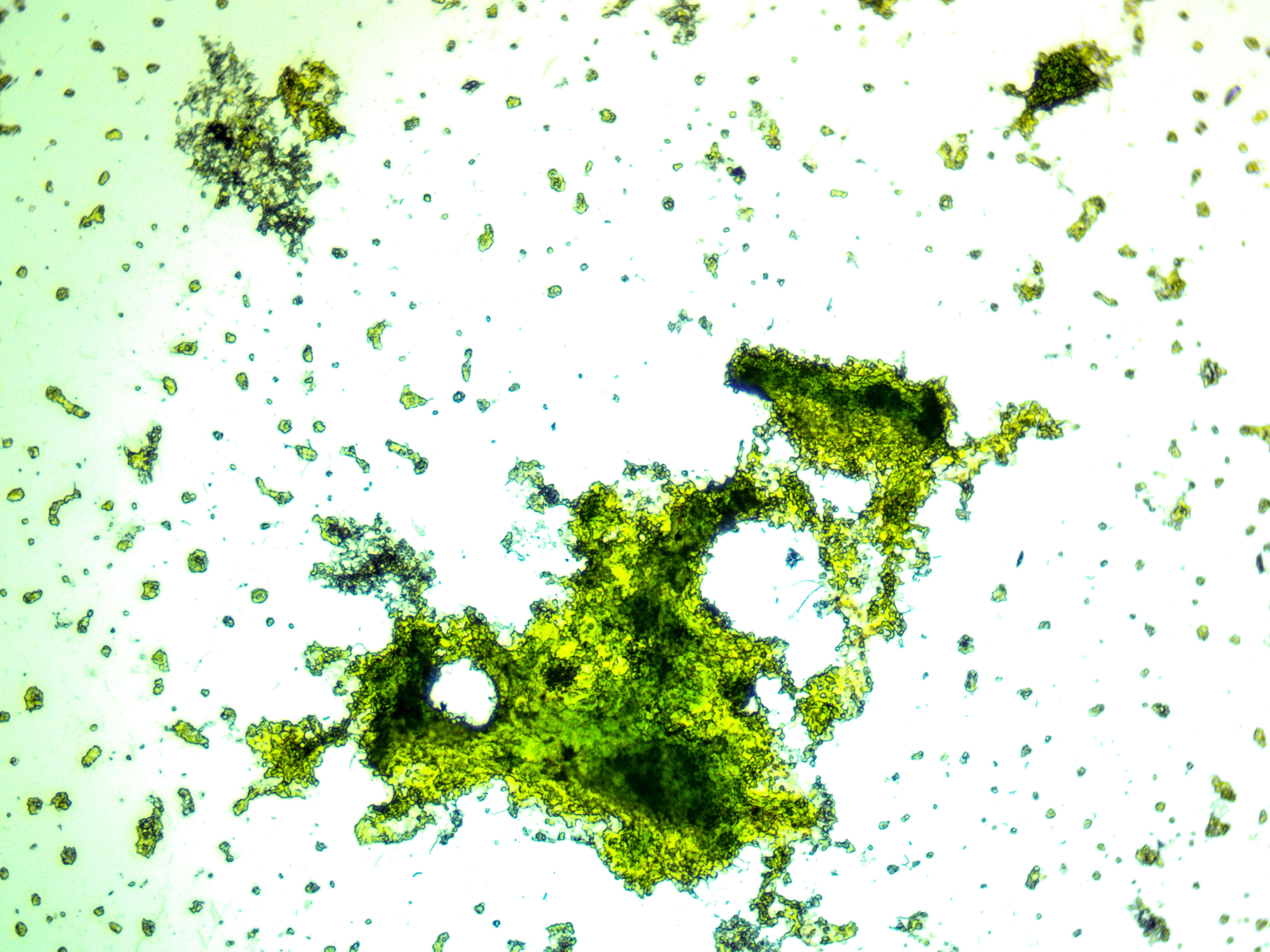 Image of Chlorella vulgaris