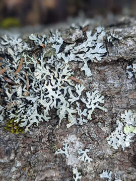 Image of Hammered shield lichen