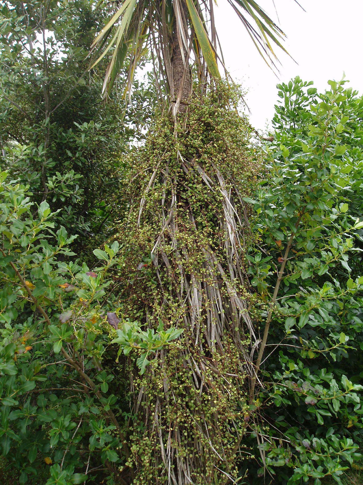 Image of maidenhair vine