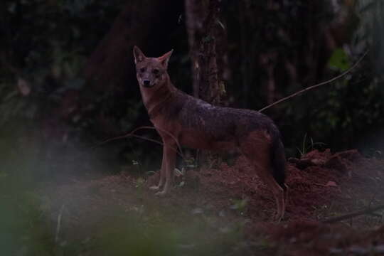 Image of golden jackal