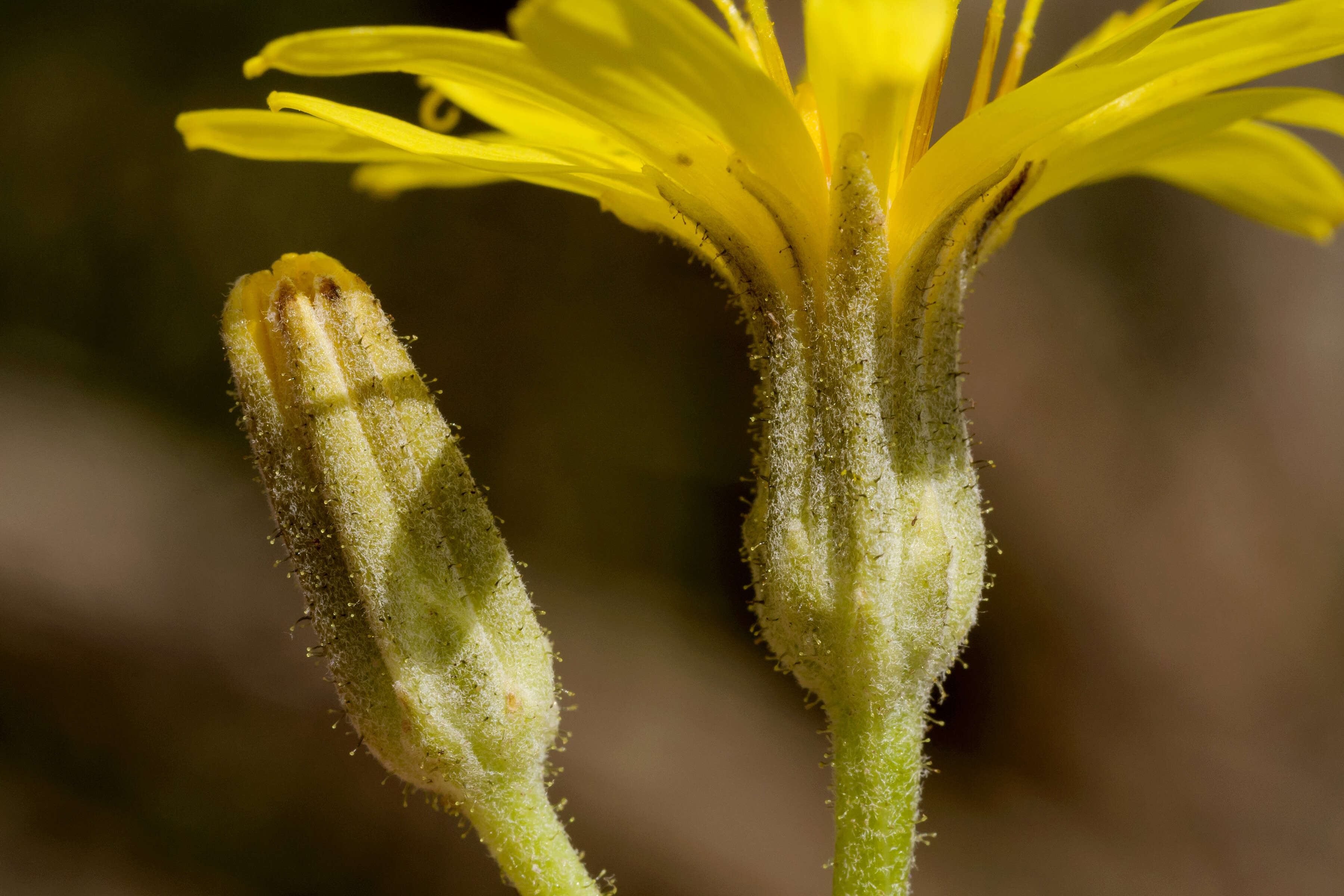 Image of largeflower hawksbeard