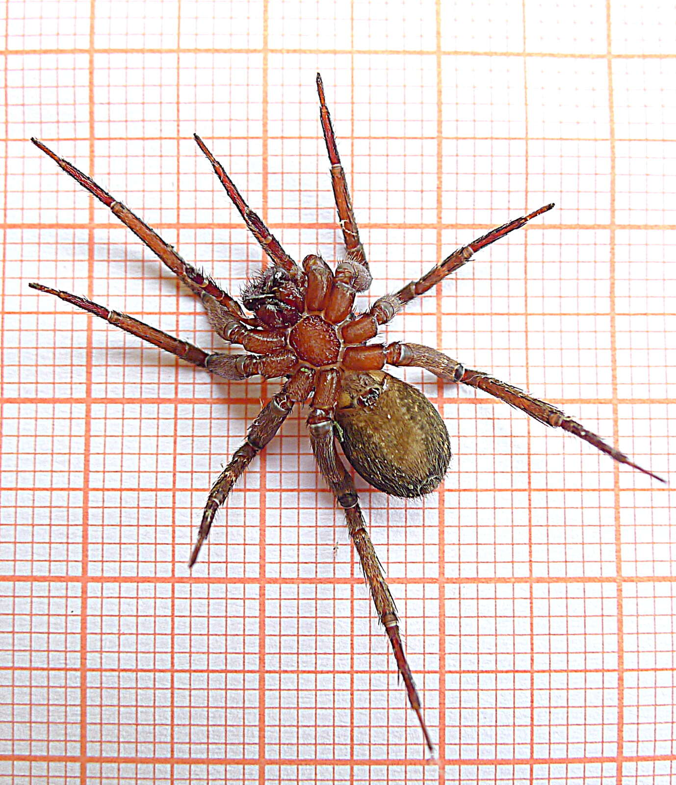 Image of wandering spiders