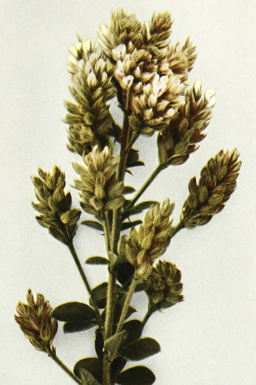 Image de Lespedeza hirta (L.) Hornem.