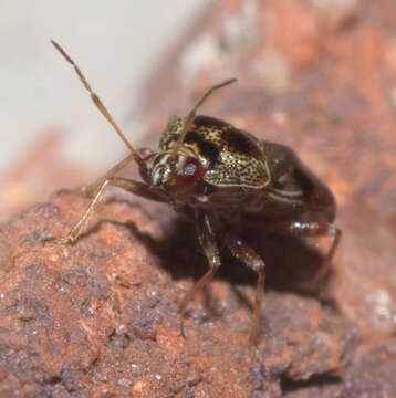 Image of Deraeocoris nebulosus (Uhler 1872)