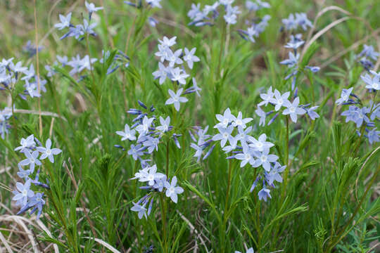 Image of fringed bluestar