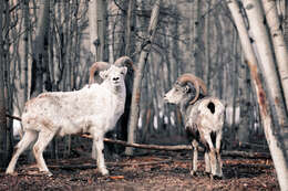 Image of Dall’s Sheep