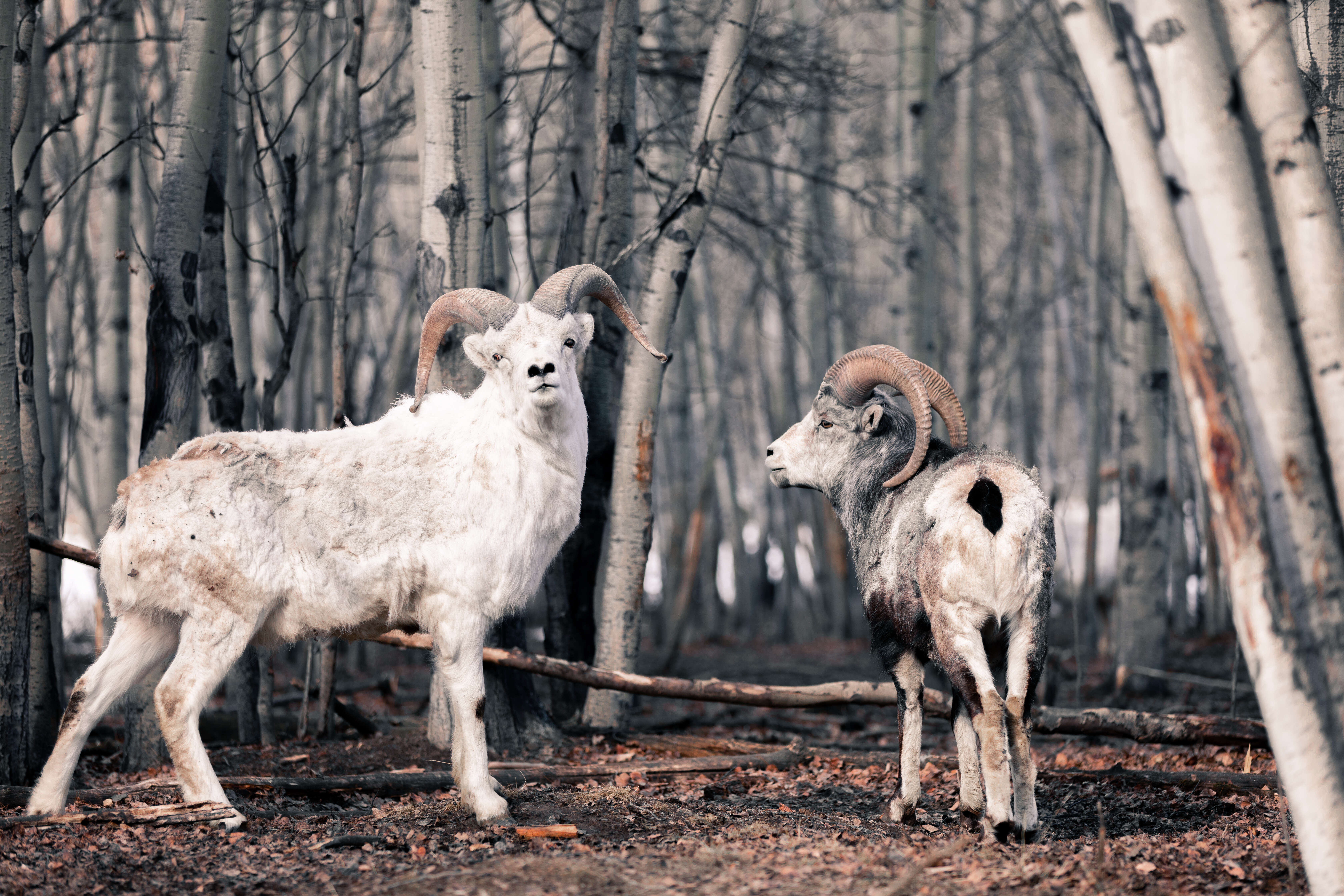 Image of Dall’s Sheep