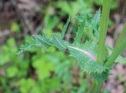 Plancia ëd Sonchus asper (L.) Hill