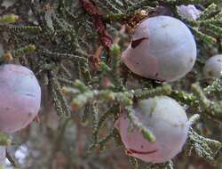 Juniperus deppeana Steud. resmi