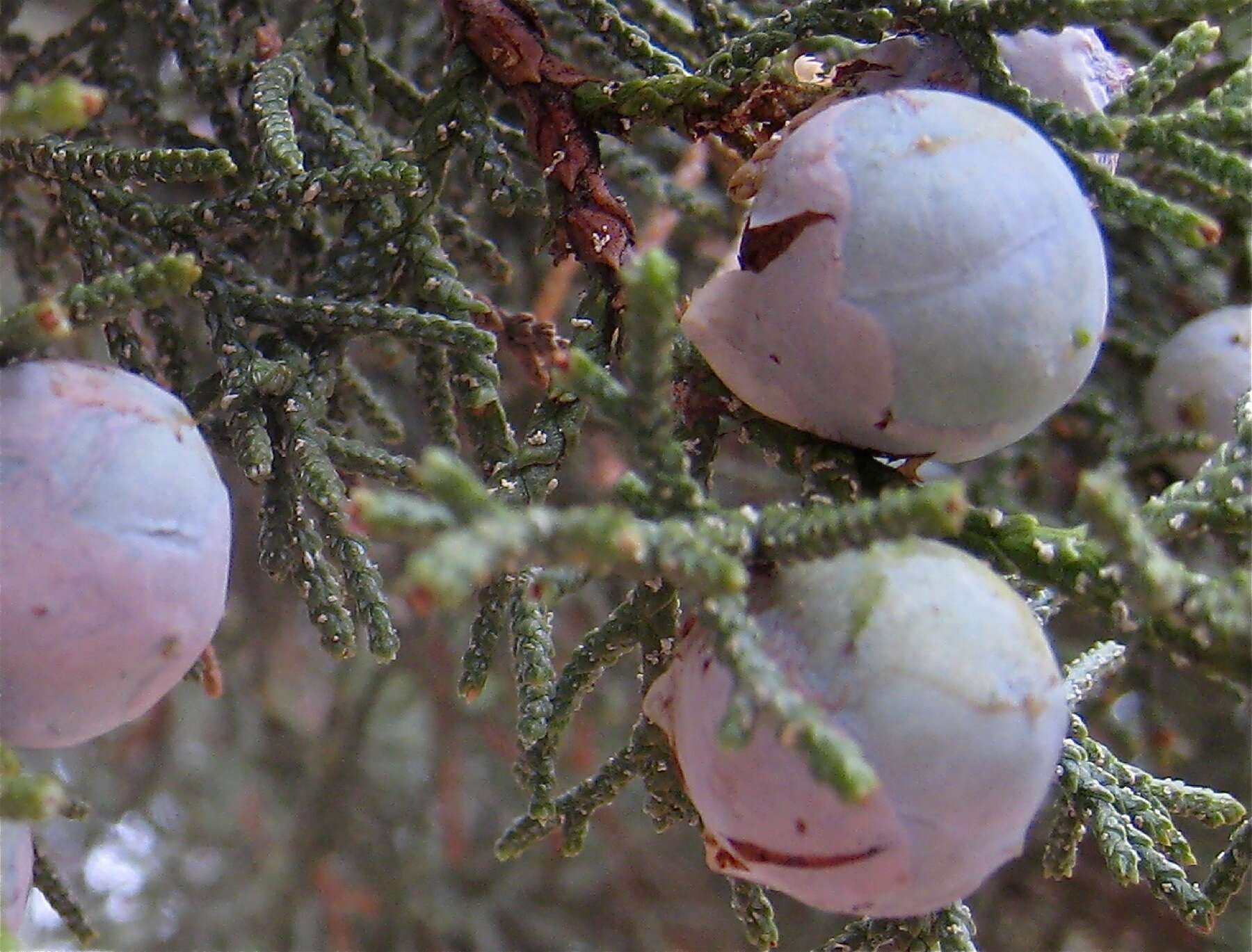 Juniperus deppeana Steud. resmi