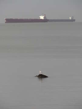 Image of Glaucous-winged Gull