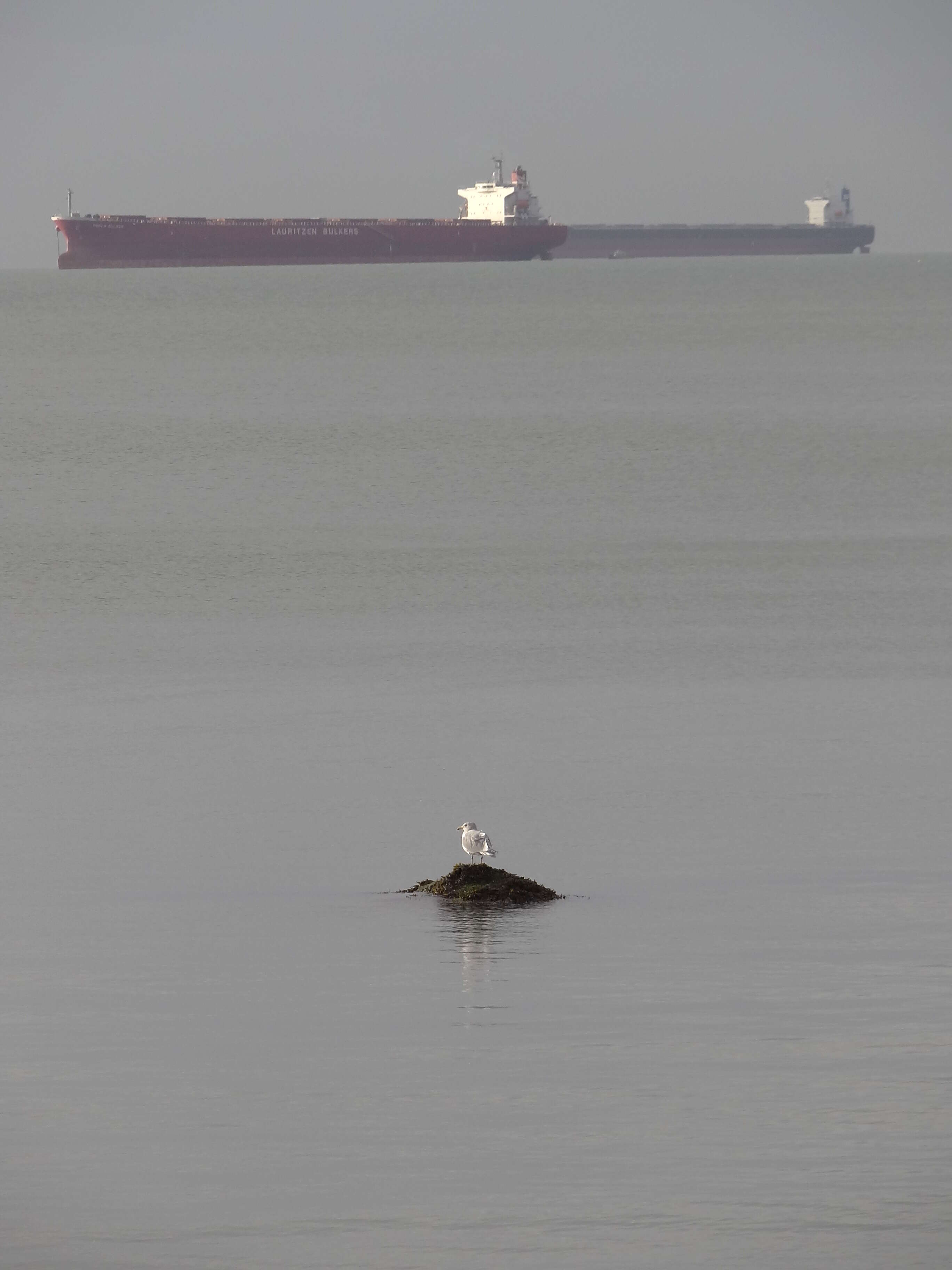 Image of Glaucous-winged Gull