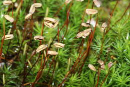 Image of Bank Haircap Moss