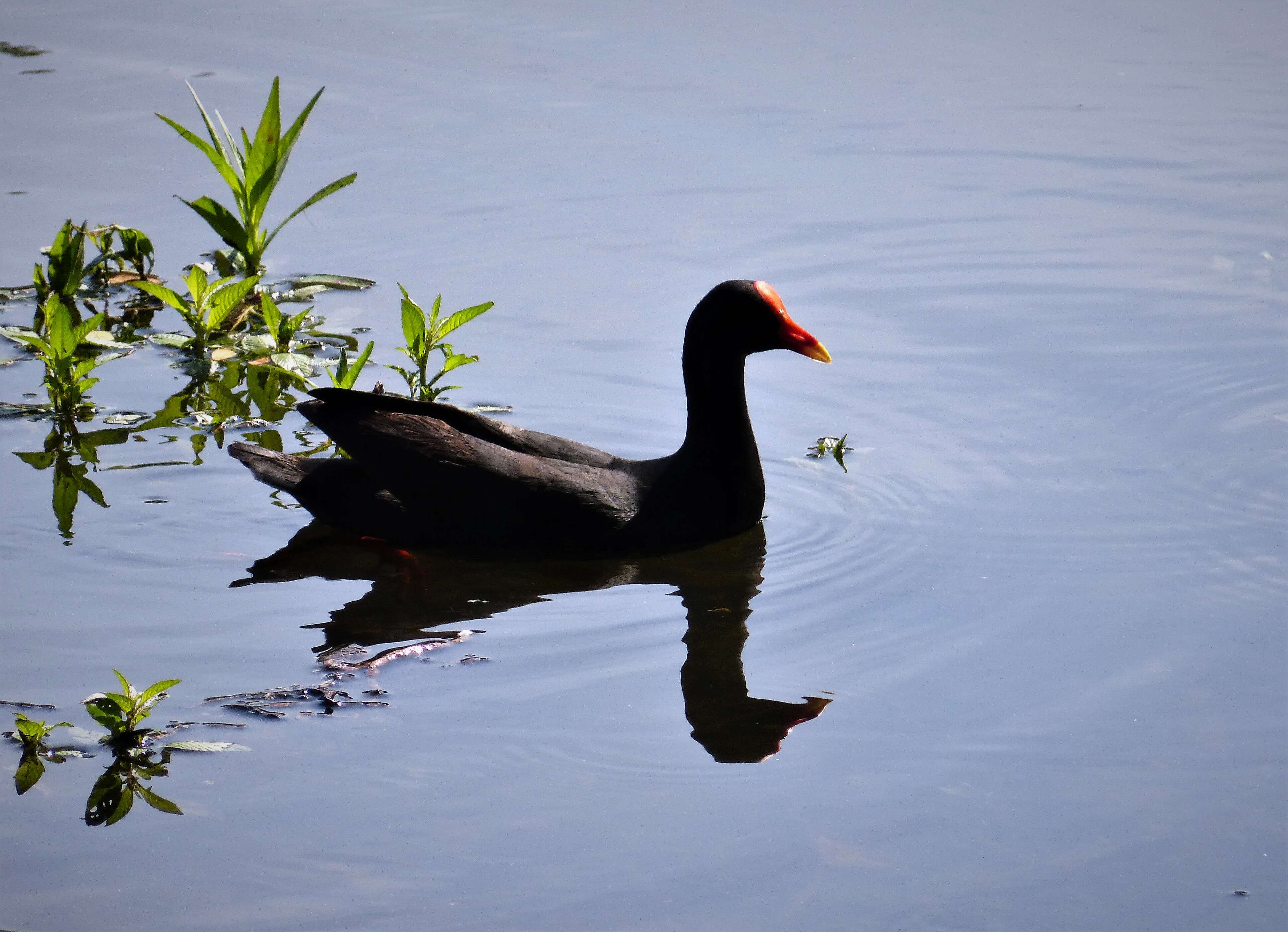 Plancia ëd Gallinula tenebrosa Gould 1846