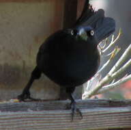 Image of Common Grackle