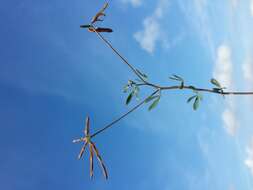 Image of Narrow-leaved Bird's-foot-trefoil