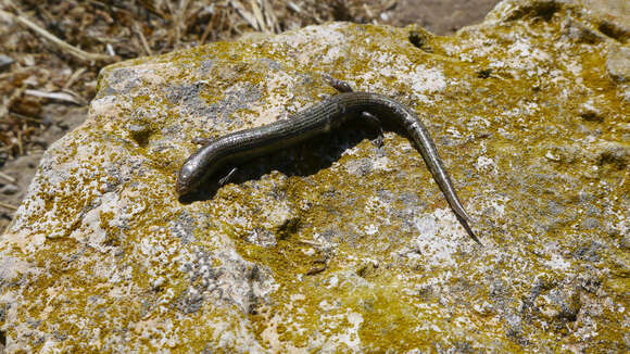 Plancia ëd Chalcides bedriagai (Bosca 1880)