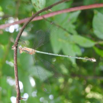 Imagem de Lestes elatus Hagen ex Selys 1862