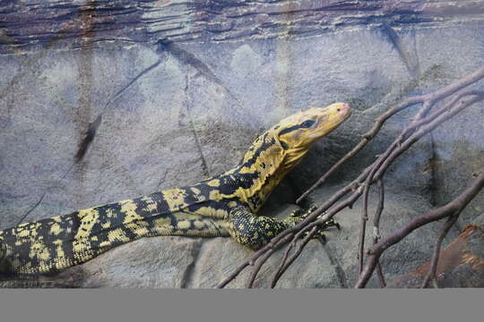 Image of Cuming’s water monitor