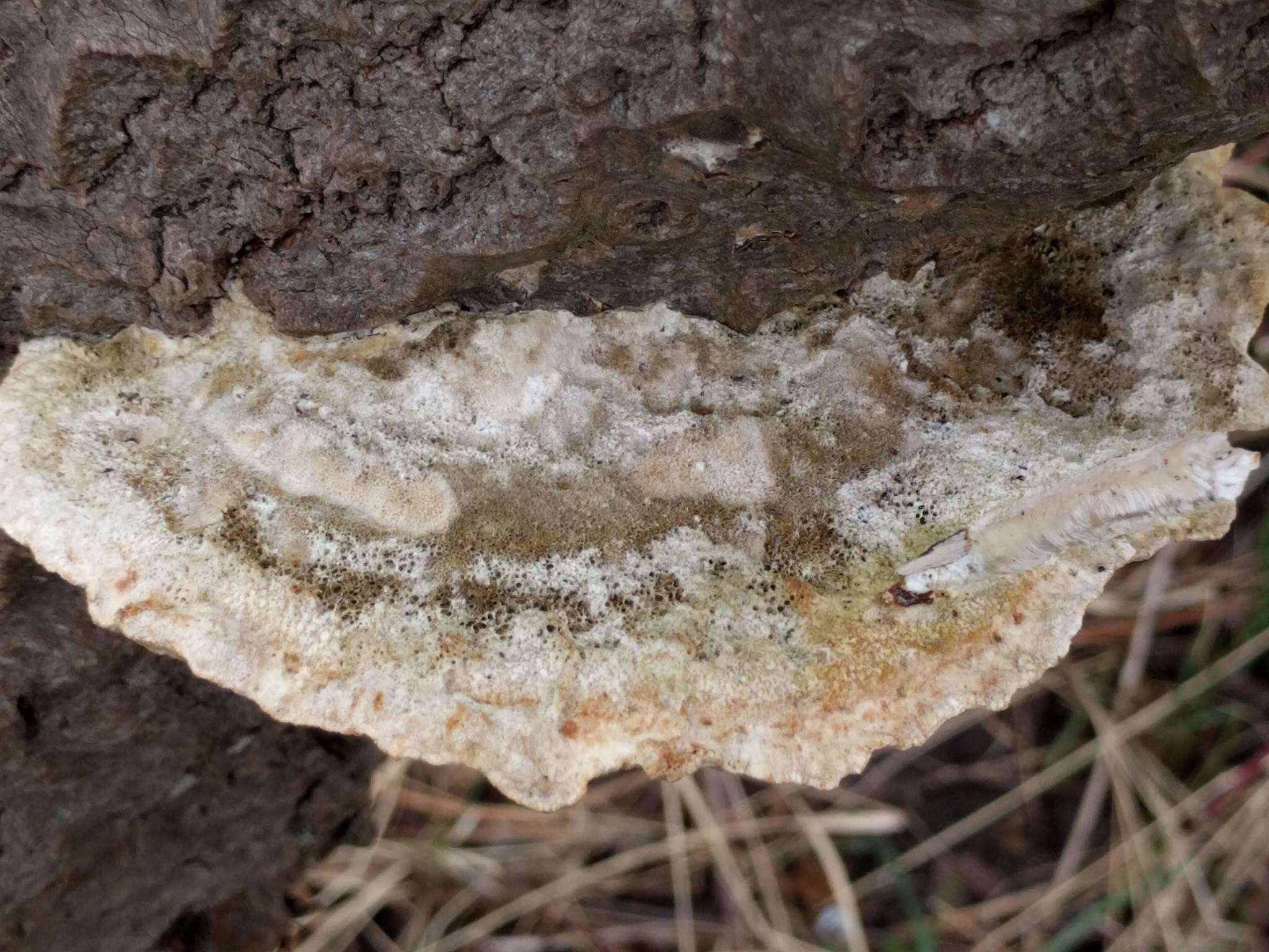 Image of Trametes trogii Berk. 1850