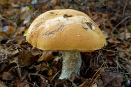 Image of Leccinum versipelle (Fr. & Hök) Snell 1944