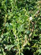 Image of Mediterranean Amaranth