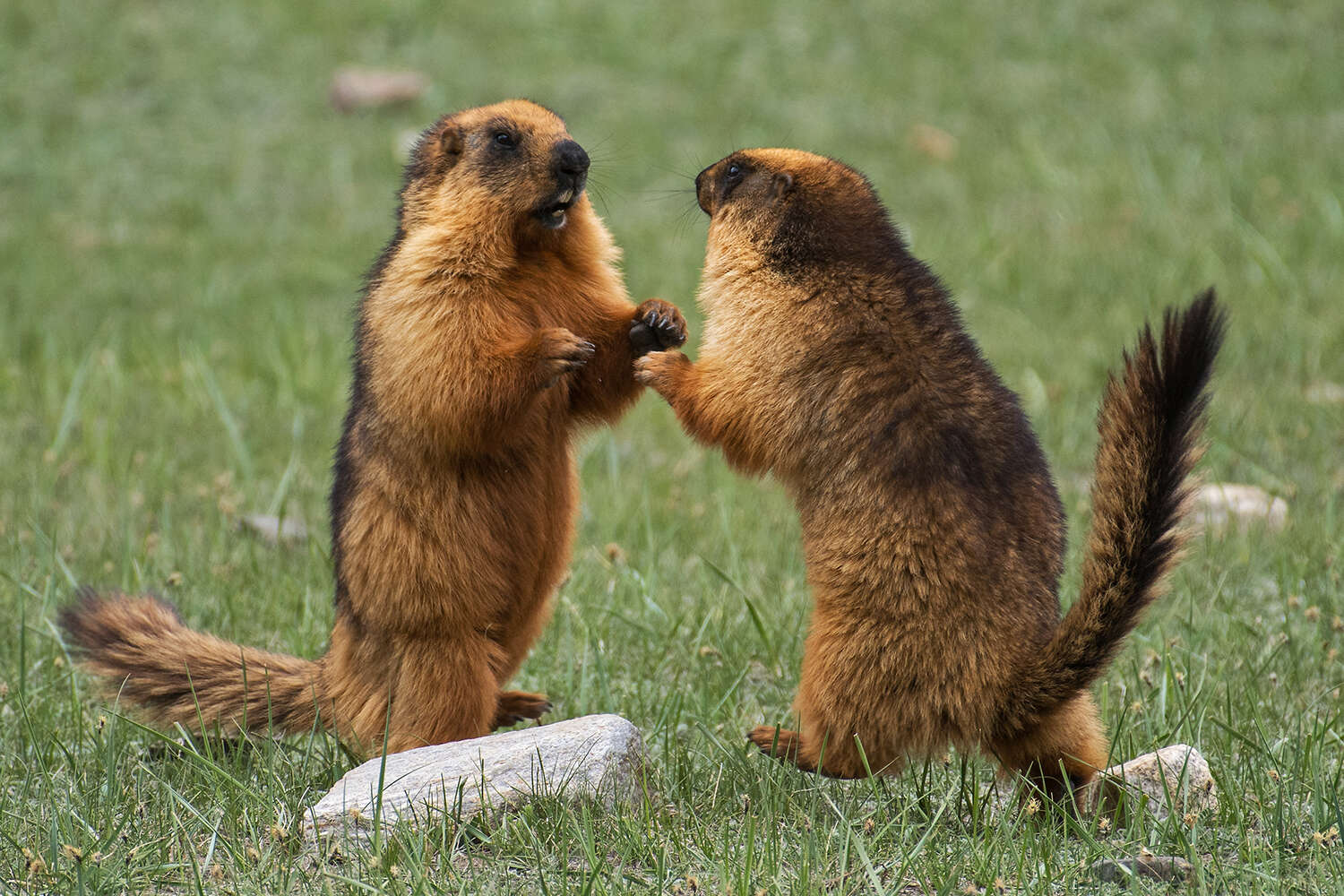 Imagem de Marmota caudata (Geoffroy 1844)