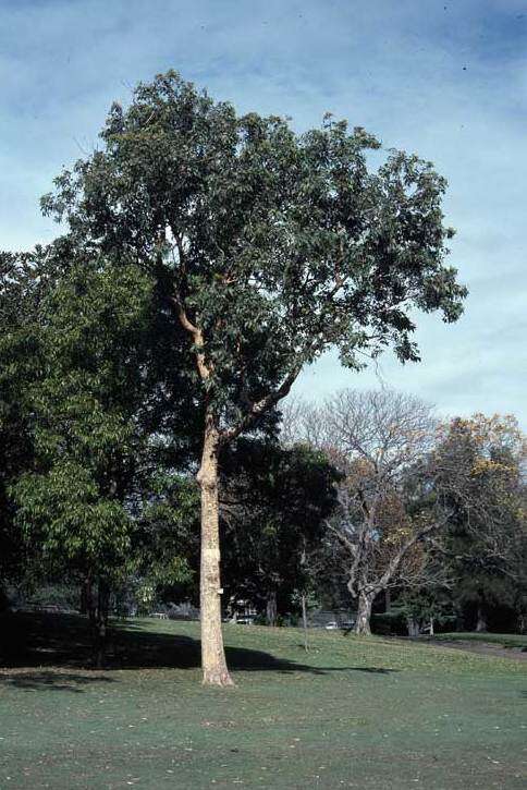 Imagem de Corymbia watsoniana (F. Müll.) K. D. Hill & L. A. S. Johnson