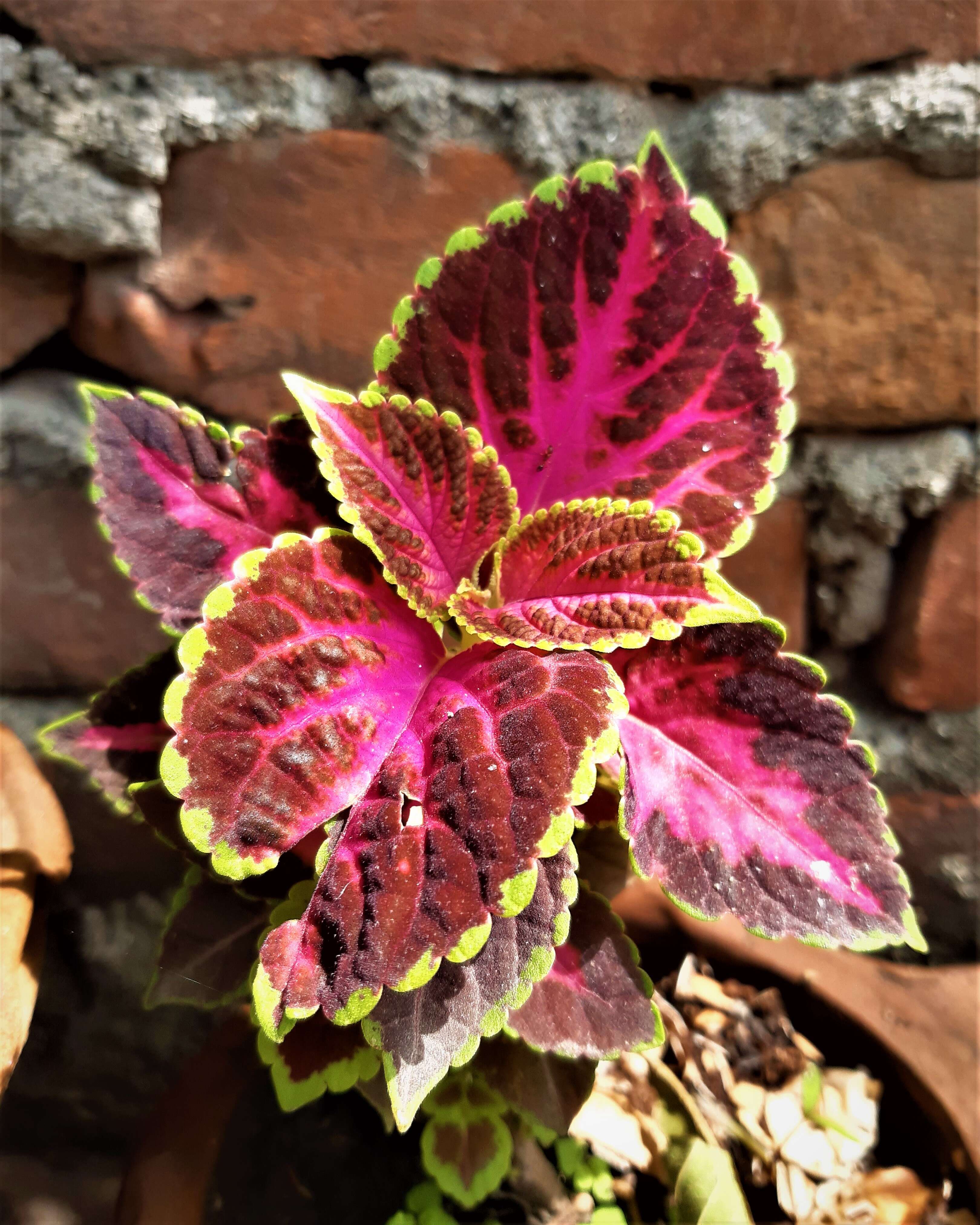 Image of common coleus