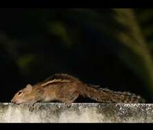 Image of Indian palm squirrel