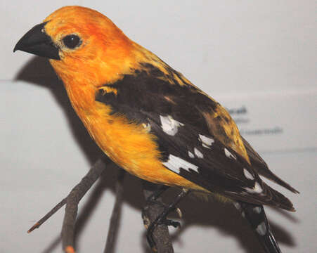 Image of Mexican Yellow Grosbeak