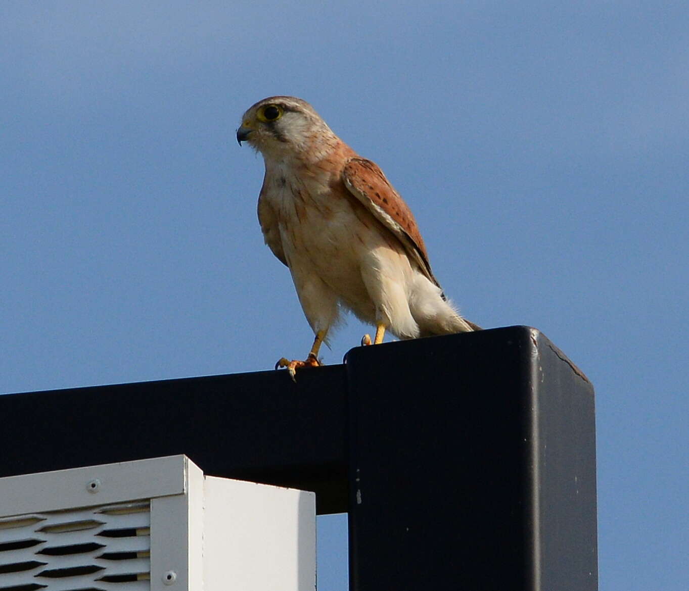 Image of Australian Kestrel