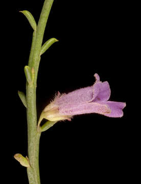 صورة Eremophila dempsteri F. Muell.