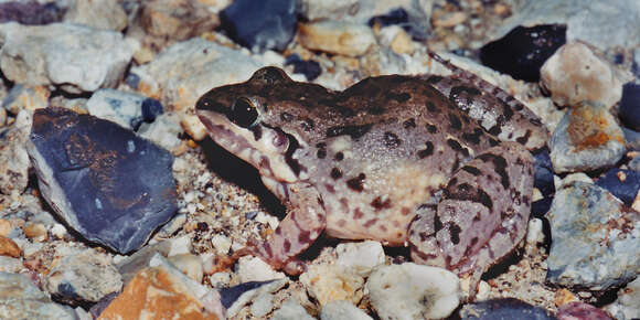 Image of American White Lipped Frog