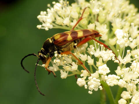 Image of Banded Longhorn