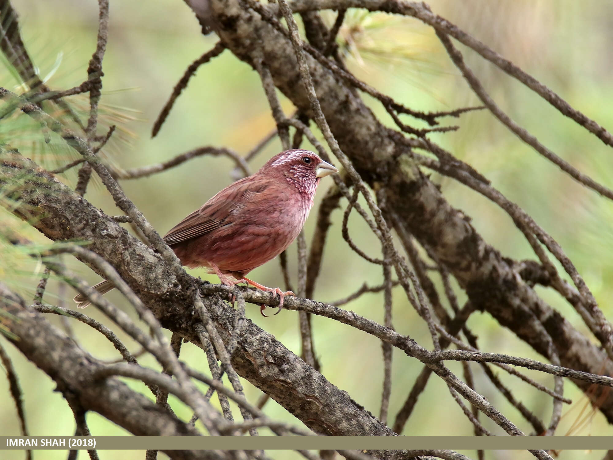 Plancia ëd Carpodacus rhodochlamys (Brandt & JF 1843)