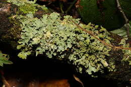 Image of Hammered shield lichen