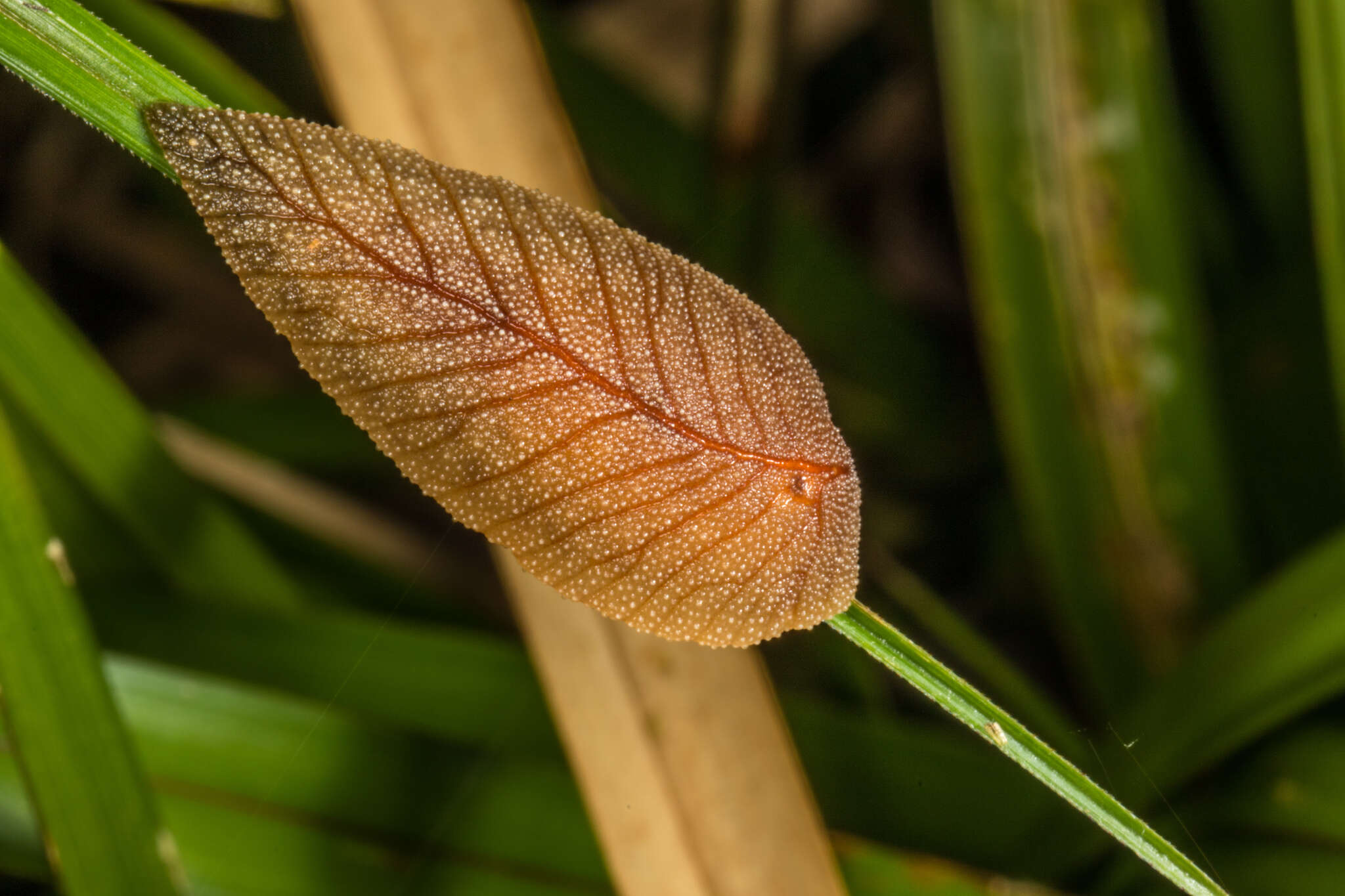 Image of Leaf-veined slug