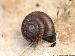 Image of Hairy Snail