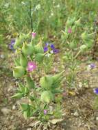 Image de Silene conoidea L.